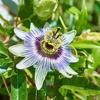 Image result for Passion Fruit Vine