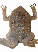 Image result for Perpetual Toad