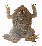 Image result for Surinam Toad