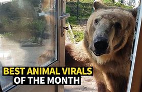 Image result for viral animal