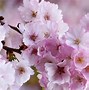 Image result for Cherry Blossom Screensaver Free