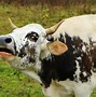 Image result for Crying Cow About to Kill