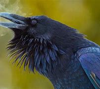 Image result for Crow Feather Computer Wallpaper