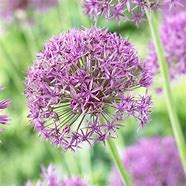 Image result for Allium Violet Beauty