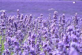 Image result for Lavender Spring Flowers