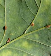 Image result for Oak Leaf Interiors