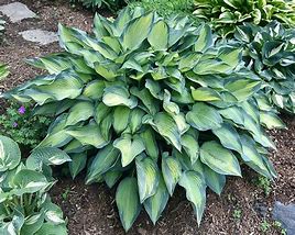 Hosta Katherine Lewis 的圖片結果