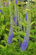 Image result for Veronica subsessilis Blaue Pyramide