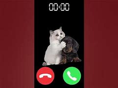 Image result for Cat Nokia Ringtone Meme