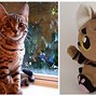 Image result for Kitten Plushies