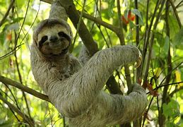 Image result for Real Sloth