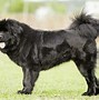 Image result for Tibetan Mastiff