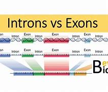 Image result for Intron Y Exon