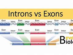 Image result for Introns Exons Amino Acids Formation