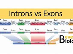 Image result for Introns V Exons