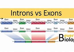 Image result for Intrones Y ExOne's