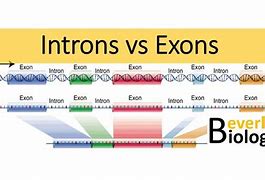 Image result for Intron-Exon Promoter