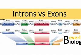 Image result for Exons Example