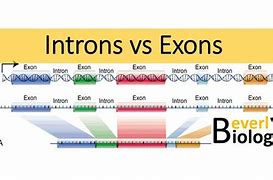 Image result for Introns Example