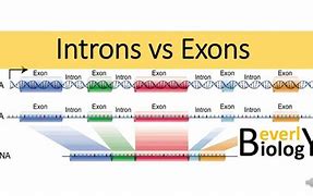 Image result for Intron Exton