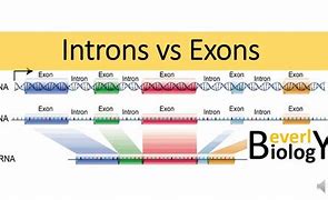 Image result for Intron Extron