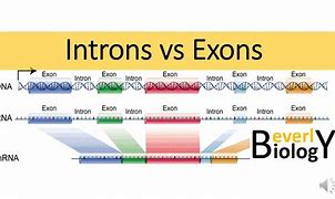 Image result for Intron vs Exon