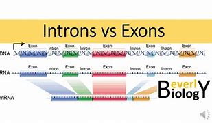 Image result for What Is an Exon in DNA