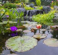 Image result for Water Garden Plants