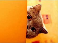 Image result for Cat Peeking around Corner Meme