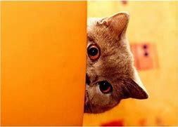 Image result for Cat Peeking around Corner Meme