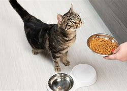 Image result for Cat Food Feed