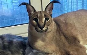 Image result for Big Cat Meme