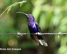 Image result for Campylopterus Trochilidae