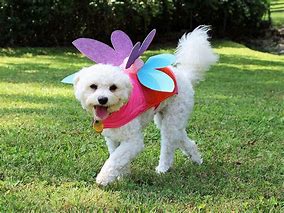 Image result for Cute Cat and Dog Costumes