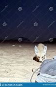 Image result for Fox Stealing Boot