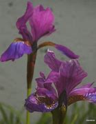 Image result for Cherry Fling Siberian Iris