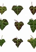 Image result for Realistic Ivy Leaf Texture