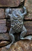 Image result for Trypophobia Frog