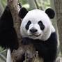 Image result for Pandy the Panda Bear and Baby Margaret Crying
