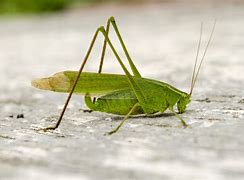 Image result for Green Cricket Grasshopper