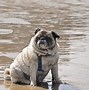 Image result for Cool Dogs