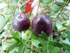 Image result for Vaccinium macrocarpon Early Black