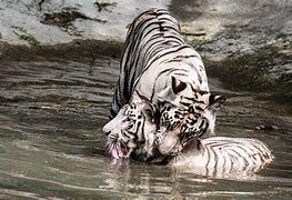 Image result for Tigers Fighting