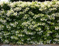 Image result for Schizophragma hydrangeoides