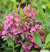 Resultado de imagen de Kalmia angustifolia Rubra