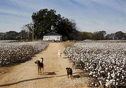 Image result for Cotton Farming