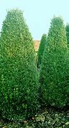 Image result for BUXUS SEMPERVIRENS haagplant