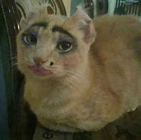 Image result for Cat Meme Big Face