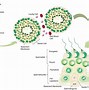 Image result for Chlamydia Cell