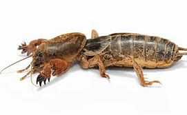 Image result for Rhaphidophoridae Cave Crickets